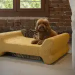 Dogs Sofà